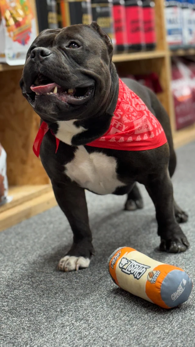 Unboxing gone wild: featuring one toy, one bandana, and one very enthusiastic dog. Professional? Not really 🙄Entertaining? Absolutely 🤭😂 Thank you @jon.ghost.uk

#fitcookieuk #fitcookiereading #ghostlifestyle #bullyworldwide